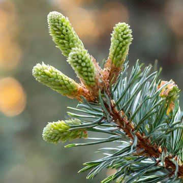 abies