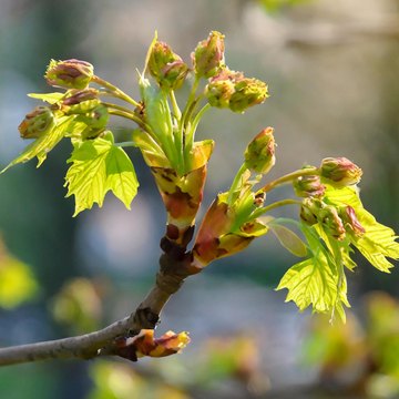 acer