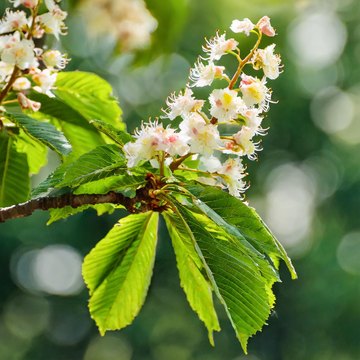 aesculus
