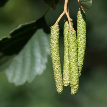 alnus
