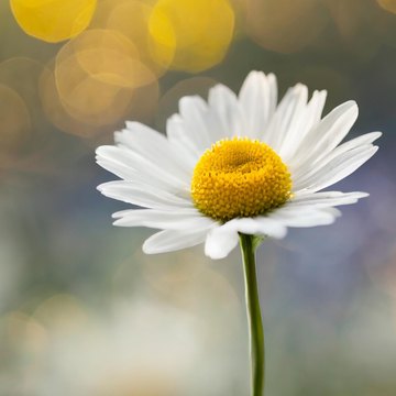 asteraceae