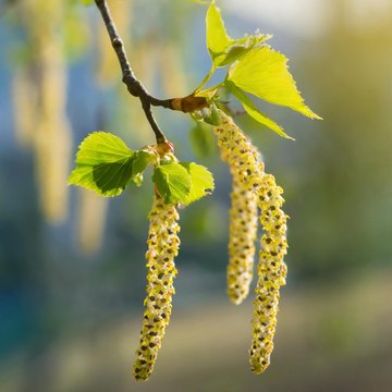 betula