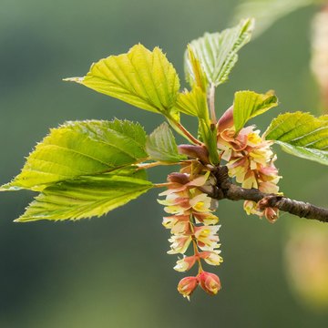 carpinus