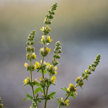 chenopodium