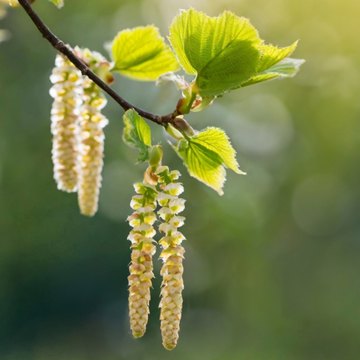 corylus