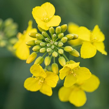 cruciferae