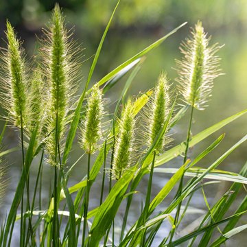 cyperaceae
