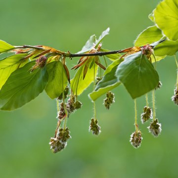 fagus