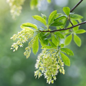 fraxinus