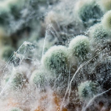 fungus