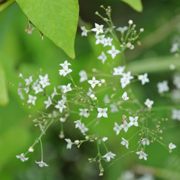 galium
