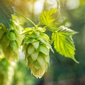humulus