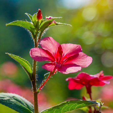 impatiens