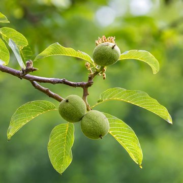 juglans