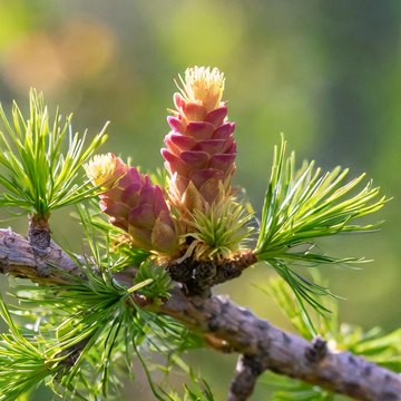 larix