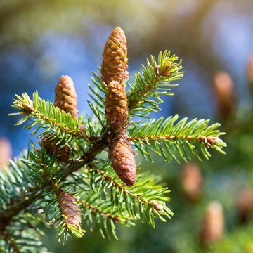 picea