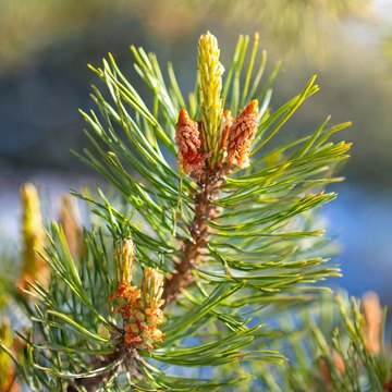 pinaceae