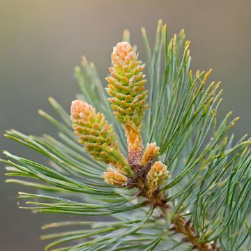 pinus