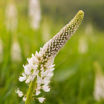 plantago