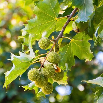 platanus