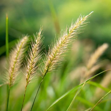 poaceae