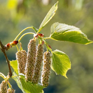 populus