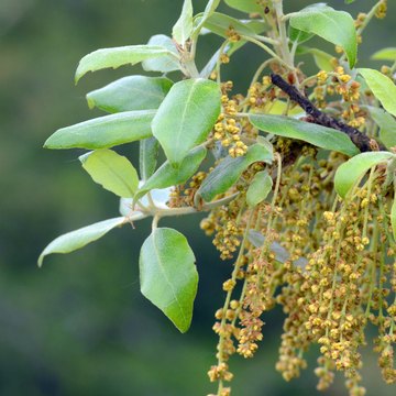 quercus ilex