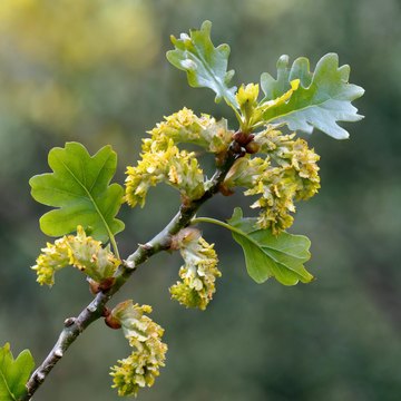quercus