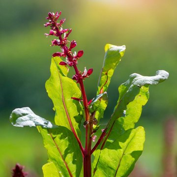 rumex