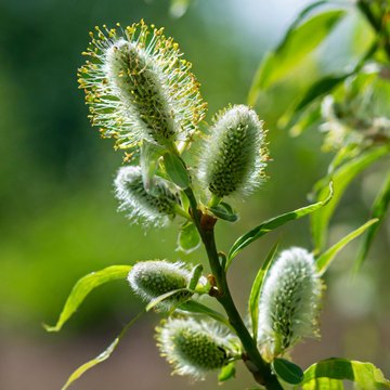 salix