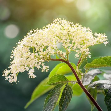 sambucus