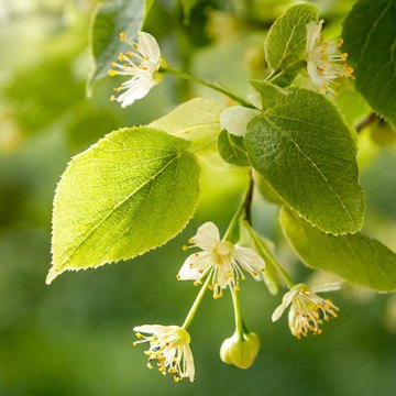 tilia