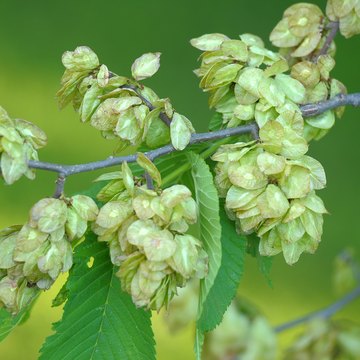 ulmus