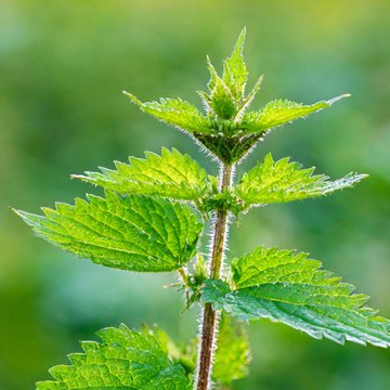 urtica
