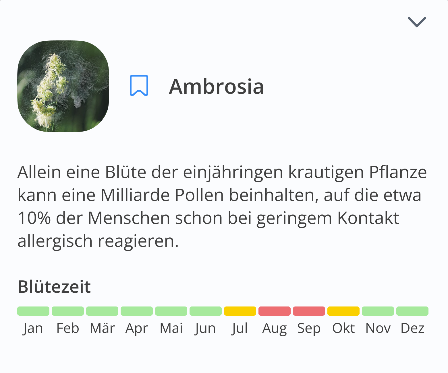 Pollen detail — plant photo, a plain-language note on why it matters, and a Blütezeit (flowering-time) bar across the year